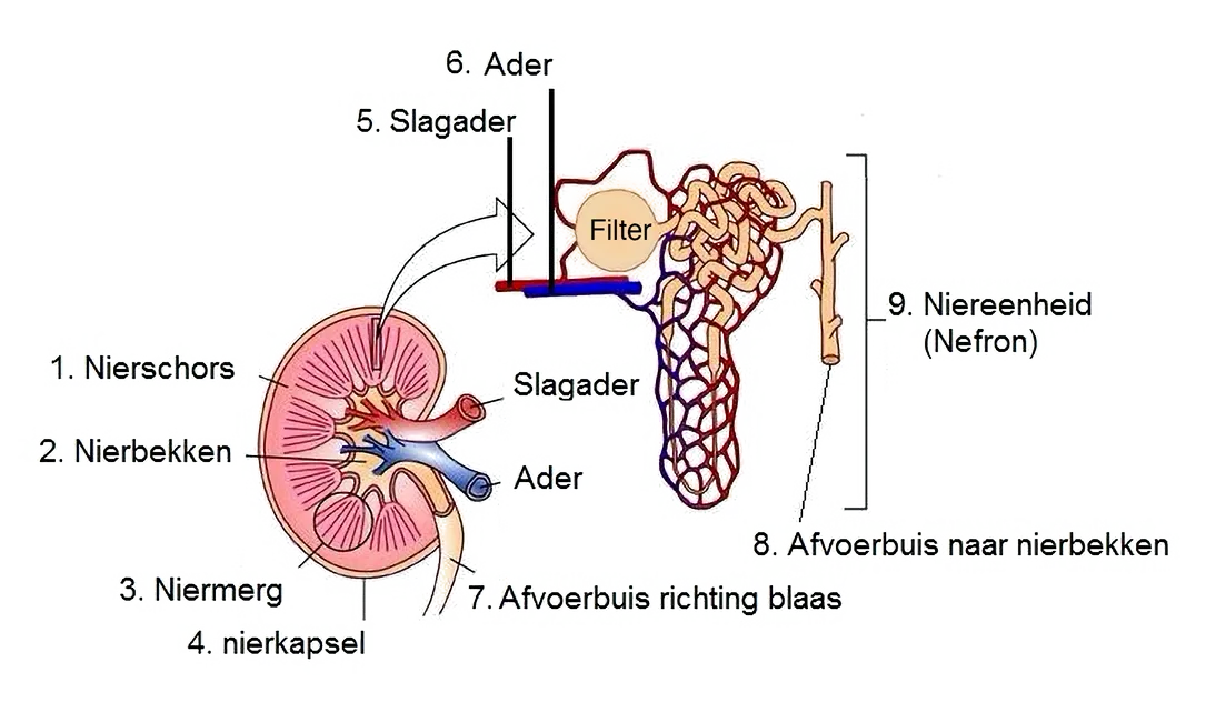 Schema nierfunctie