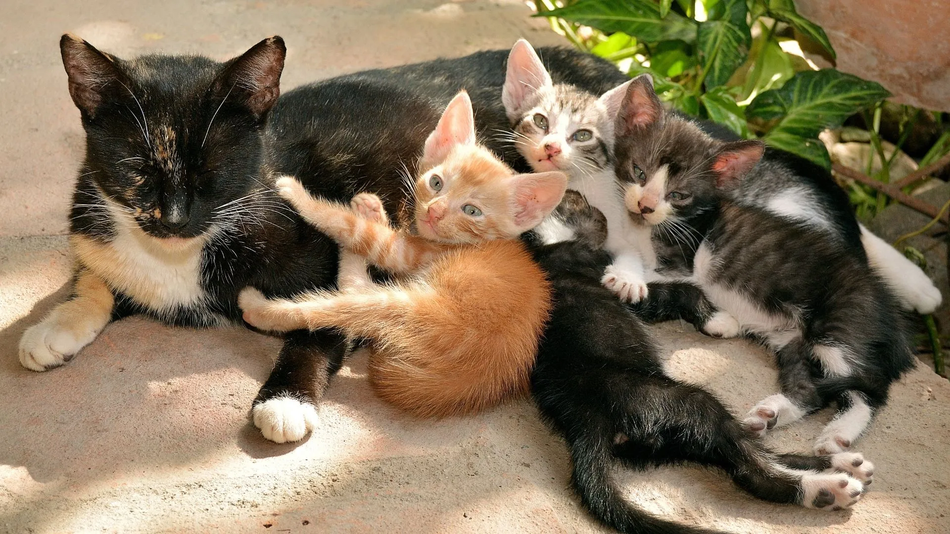 Nestperiode van katten