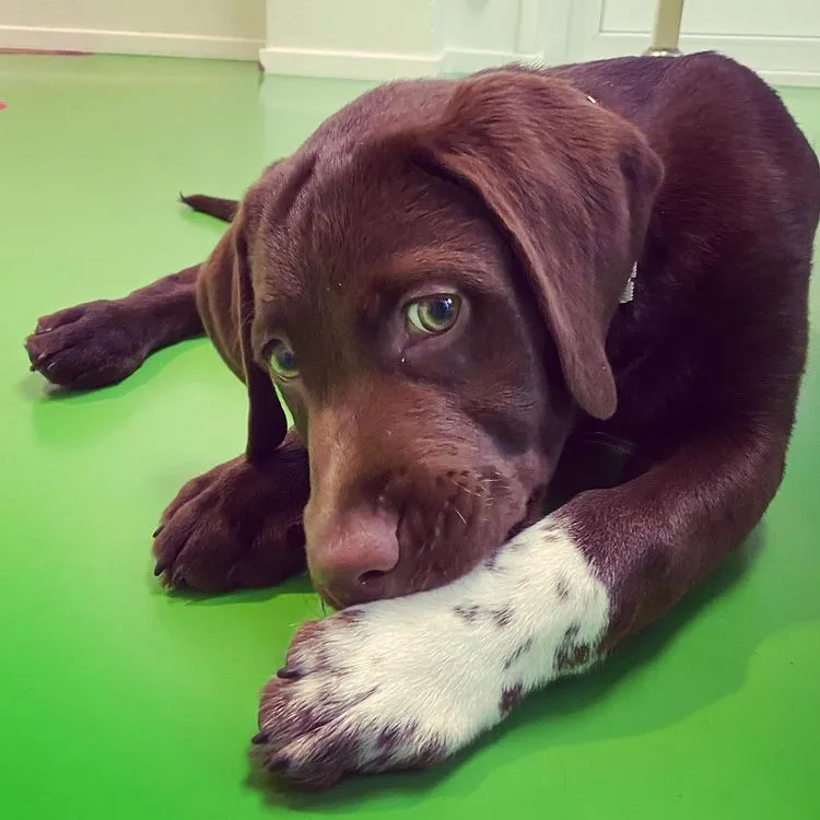 Bobby heeft alvast een wit voetje gehaald voor de rest van zijn leven😊. Eigenlijk heeft hij het niet nodig want met zo’n karakter wil iedereen zijn vriend zijn!