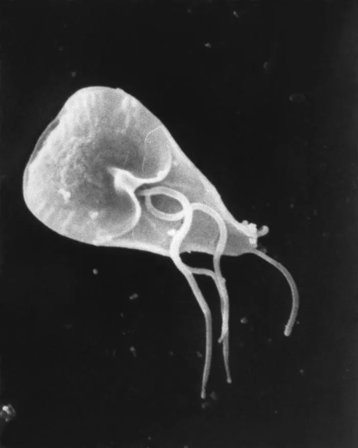 Giardia is een eencellige parasiet van hond, kat en mens