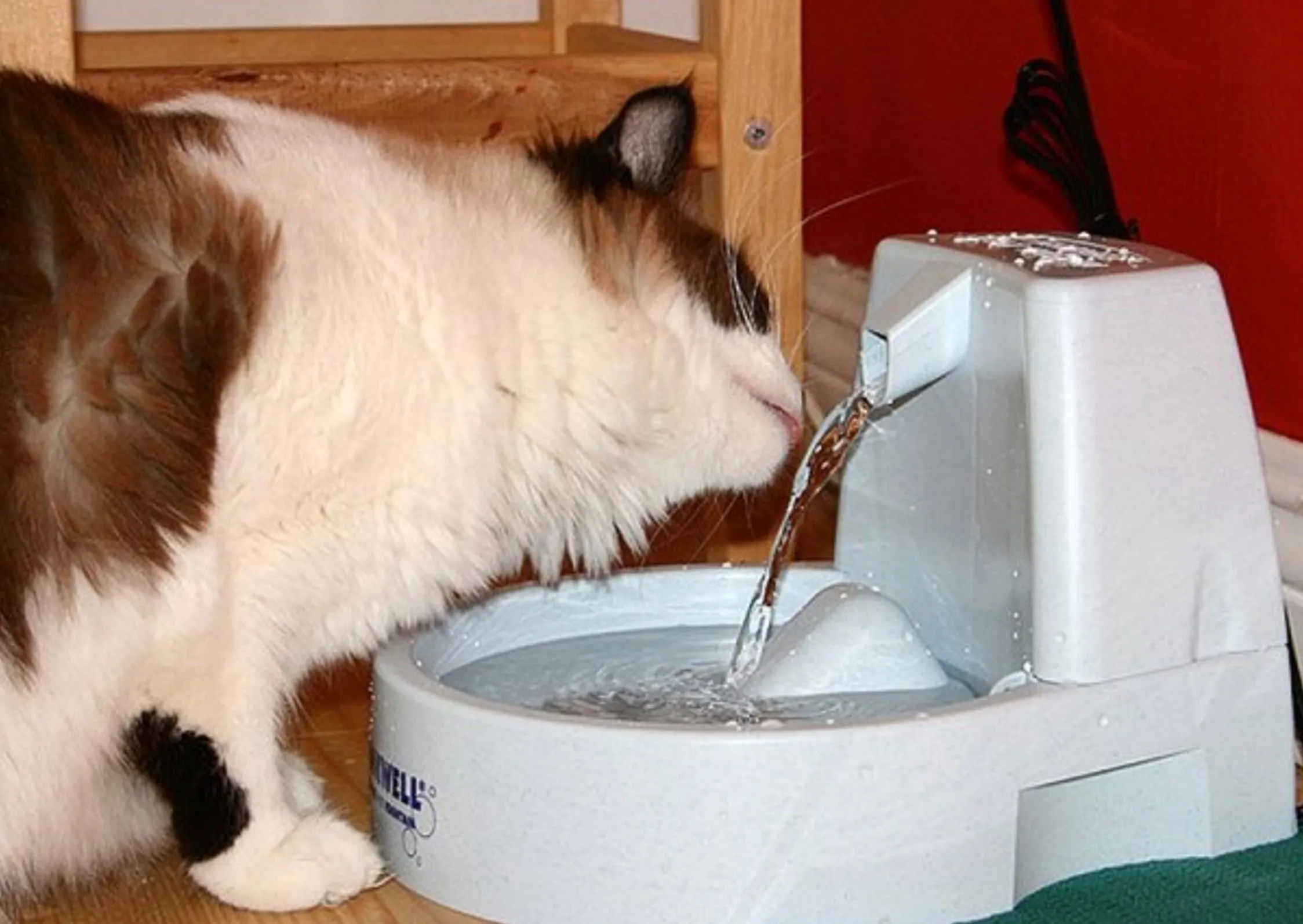 Een drinkfontein voor katten