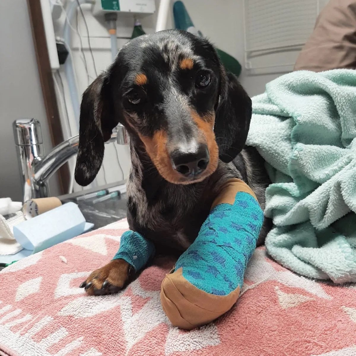 Kleine Louie heeft haar pootje gebroken. 6 weken niet spelen en in een bench. Oef dat is even slikken! Gewoon geduldig zijn Louie dan ben je zo weer beter!