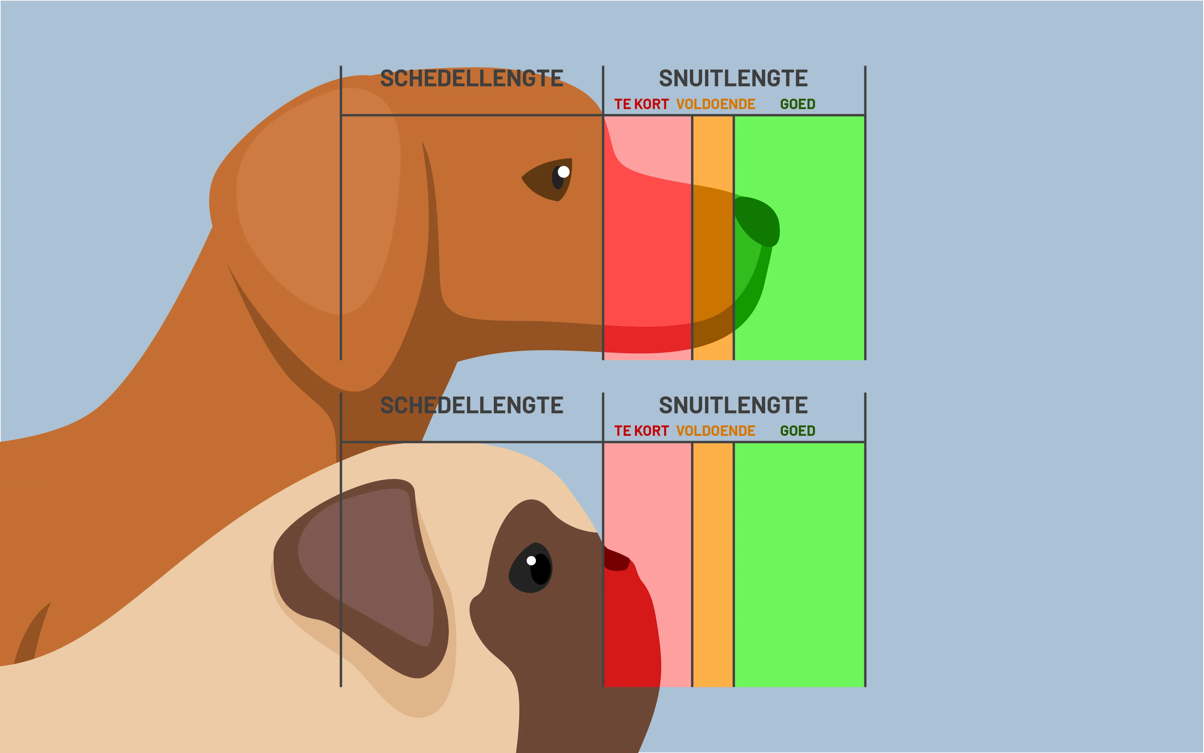 snout length of dogs