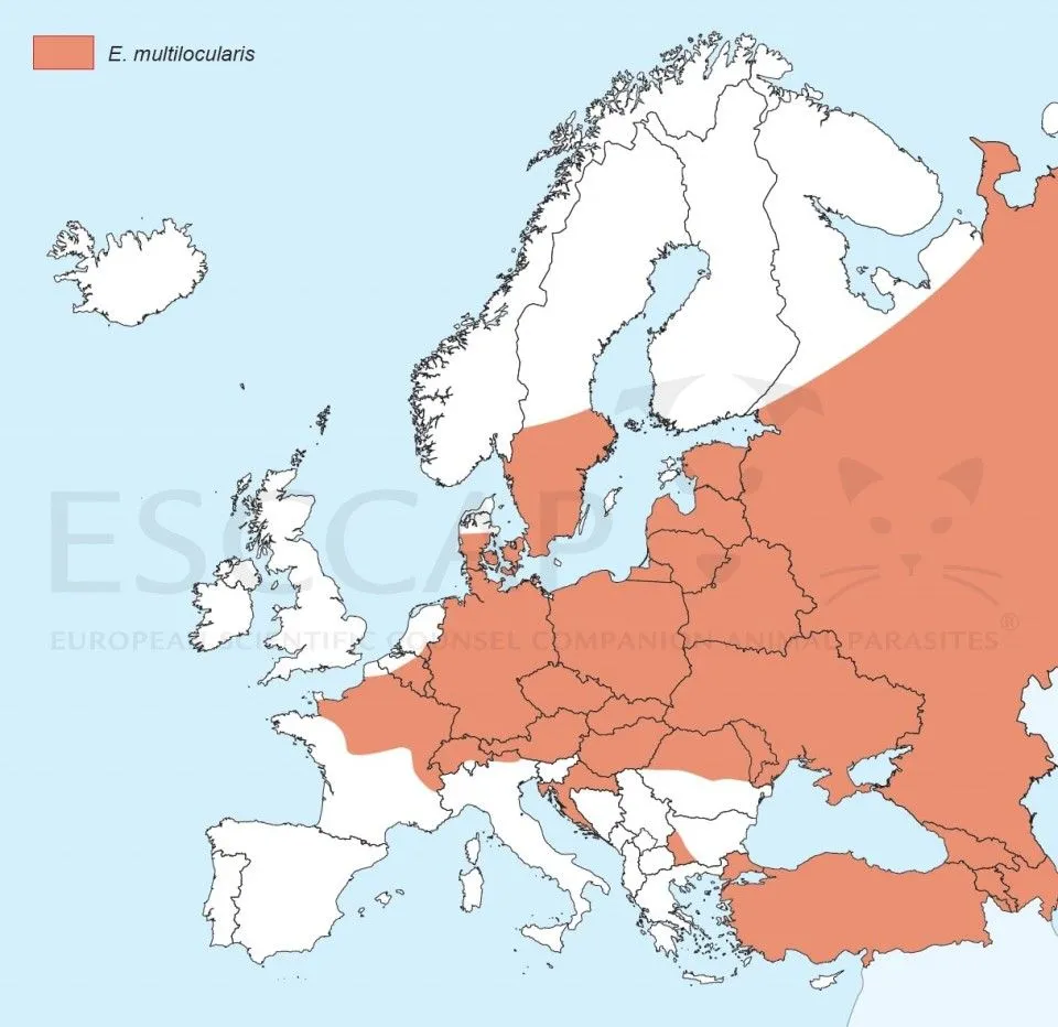 Figuur 1. Verspreiding vossenlintworm Europa. (ESCCAP.org)