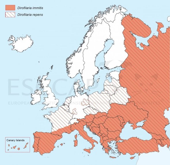 Figuur 2. Verspreiding hartworm Europa. (ESCCAP.org)