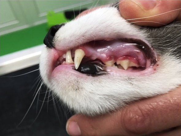 Tanden van een kat inspecteren