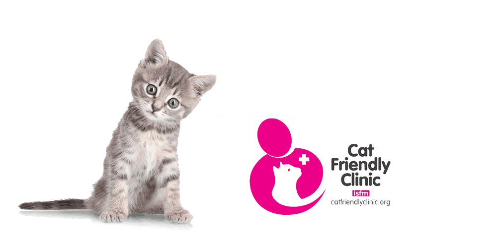 Diergeneeskundige katten zorg