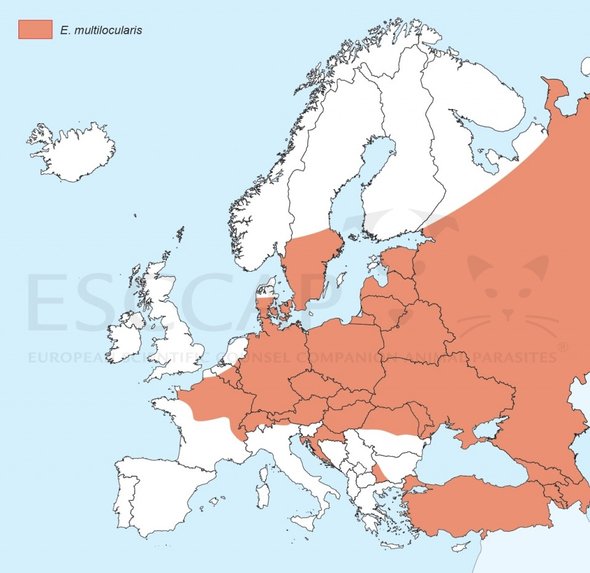 Figuur 1. Verspreiding vossenlintworm Europa. (ESCCAP.org)