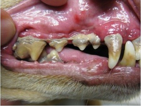 Hond met vergevorderde tandvlees onsteking (parodontitis)